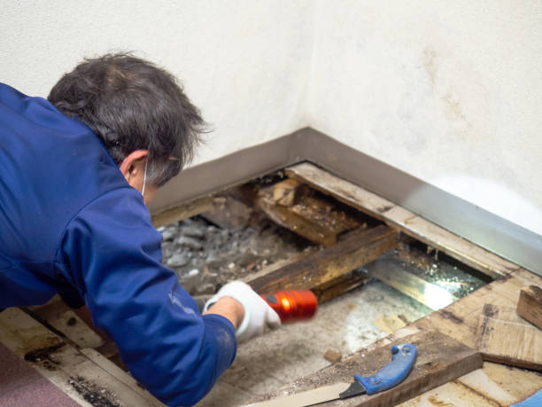 Best Insurance-Related Mold Remediation in Marcus Hook, PA