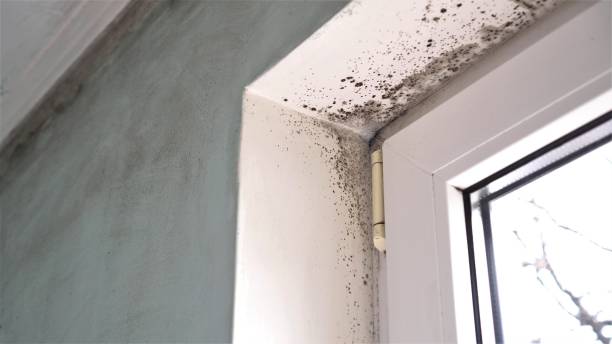 Best Attic Mold Remediation in Marcus Hook, PA