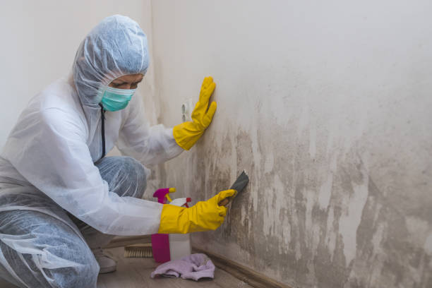 Best Black Mold Remediation in Marcus Hook, PA