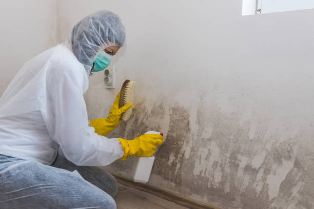 Best Basement Mold Remediation in Marcus Hook, PA
