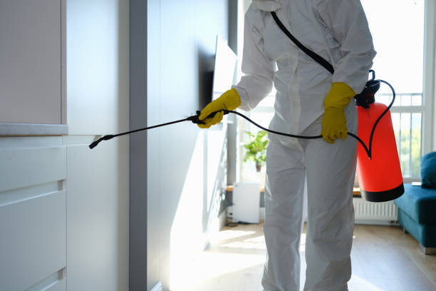 Best White Mold Remediation in Marcus Hook, PA
