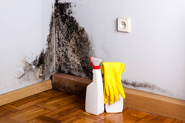 Best Emergency Mold Remediation in Marcus Hook, PA