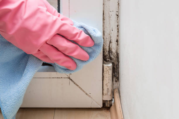 Best Mold Testing and Inspection Services in Marcus Hook, PA