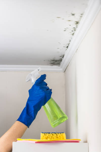 Best Bathroom Mold Remediation in Marcus Hook, PA